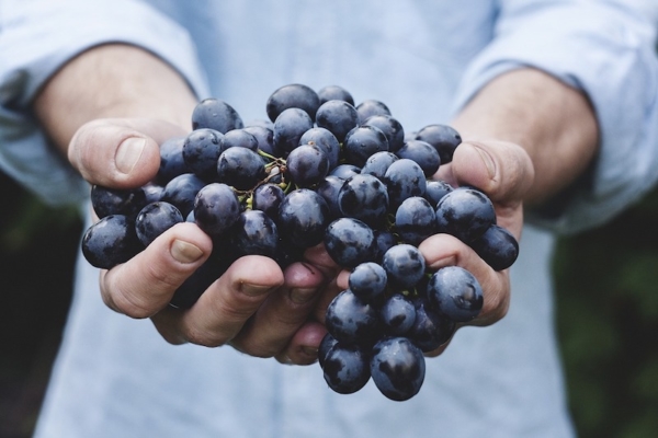 Measuring fruit ripeness spectrometry